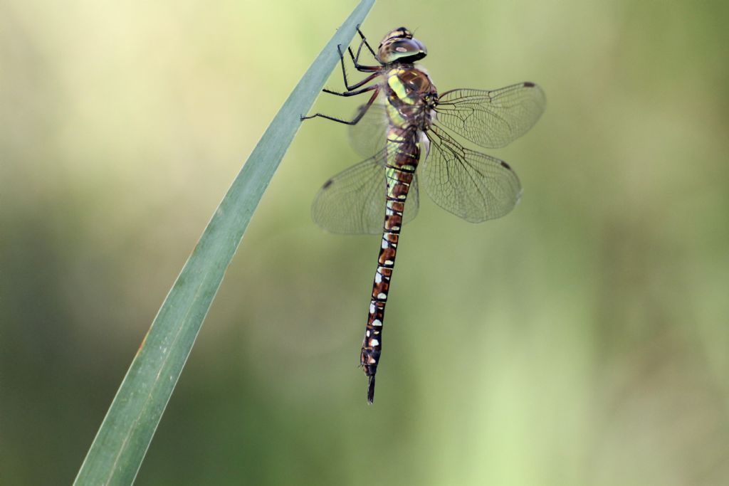 Aeshna juncea femmina? No, Aeshna mixta.